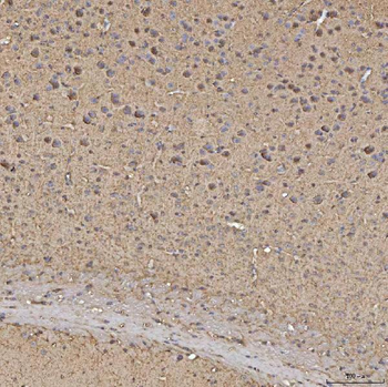 Anti-Synaptogyrin 3/SYNGR3 Antibody