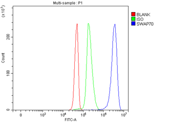 Anti-SWAP70 Antibody
