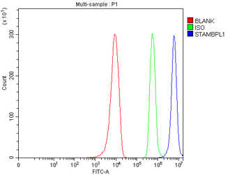 Anti-AMSH-LP/STAMBPL1 Antibody
