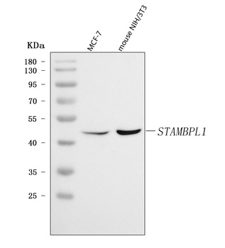 AMSH-LP/STAMBPL1 Antibody
