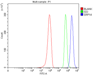 Anti-SRP14 Antibody