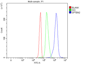 Anti-SPTBN2 Antibody