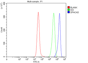 Anti-SPACA3 Antibody