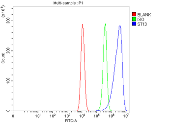 Anti-ST13 Antibody