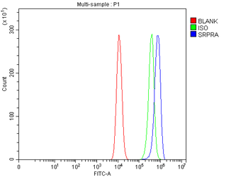 Anti-SRPRA Antibody