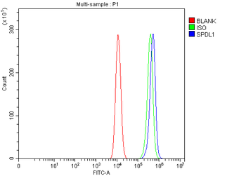 Anti-Spindly/SPDL1 Antibody