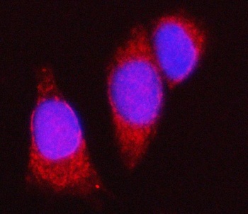 Spindly/SPDL1 Antibody