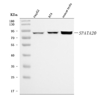 SPATA20 Antibody