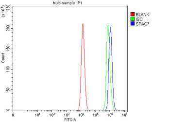 Anti-SPAG7 Antibody