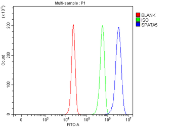 Anti-SPATA5 Antibody