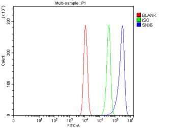 Anti-SNX6 Antibody