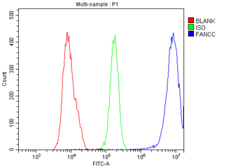 Anti-FANCC Antibody