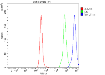 Anti-TMEM5/RXYLT1 Antibody