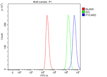 Anti-ASC/TMS1/PYCARD Antibody