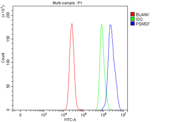 Anti-PSMD7 Antibody