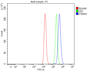 Anti-PSMA1 Antibody
