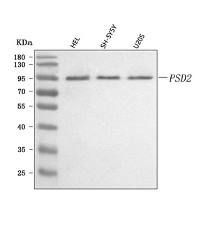 PSD2 Antibody