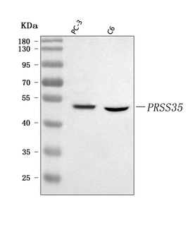 PRSS35 Antibody