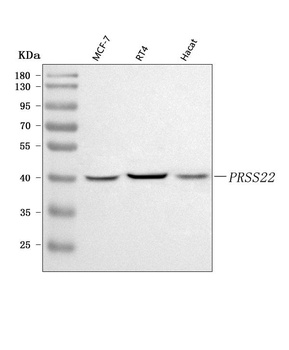 PRSS22 Antibody