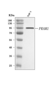 PRAM1 Antibody