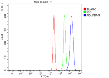 Anti-NDUFB7 Antibody