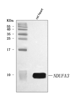 Anti-NDUFA3 Antibody