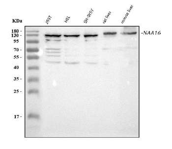 NARG1L/NAA16 Antibody