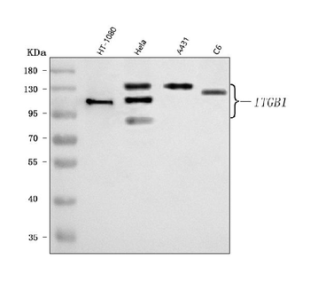 Anti-Integrin Beta 1/ITGB1 Antibody