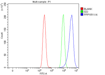 Anti-PPP1R11 Antibody