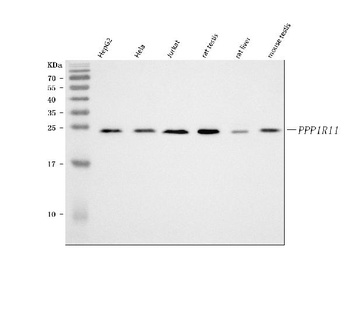 PPP1R11 Antibody