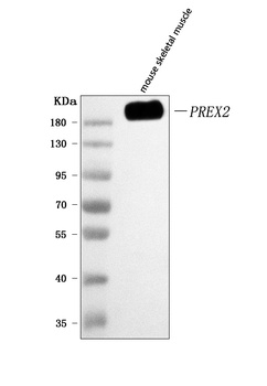 PREX2 Antibody