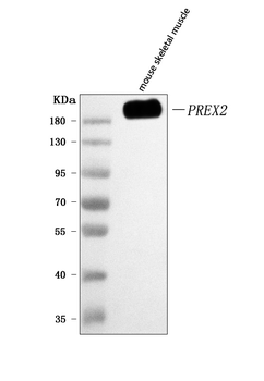 Anti-PREX2 Antibody