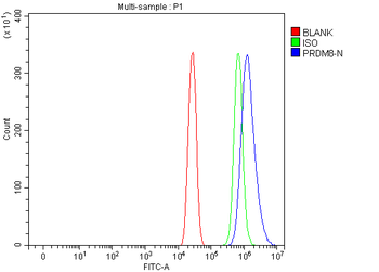Anti-PRDM8 Antibody