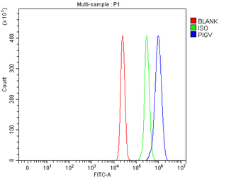 Anti-PIGV Antibody