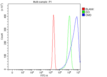 Anti-OMD Antibody