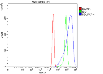 Anti-NDUFA7 Antibody