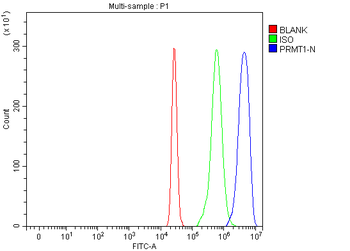 Anti-PRMT1 Antibody