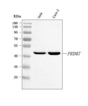 Anti-PRDM7 Antibody