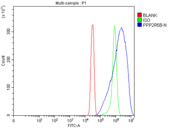 Anti-PPP2R5B Antibody