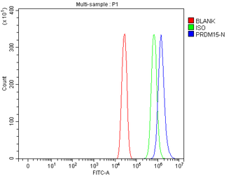 Anti-PRDM15 Antibody