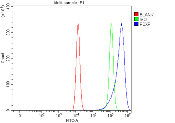 Anti-PDXP Antibody