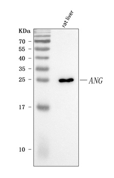 Angiogenin/Ang Antibody