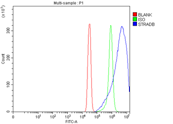 Anti-STRADB Antibody