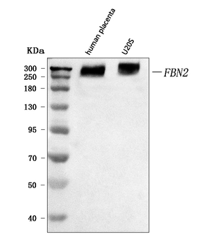 Anti-fibrillin 2/FBN2 Antibody