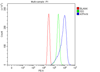 Anti-ATF4 Antibody