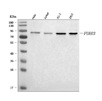 Anti-FOXO3A/FOXO3 Antibody