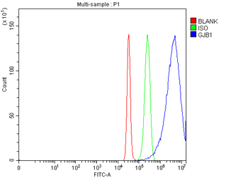 Anti-Connexin-32/GJB1 Antibody