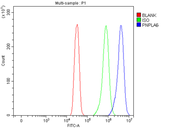 Anti-PNPLA6 Antibody