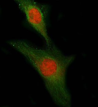 Anti-PLEKHG5 Antibody
