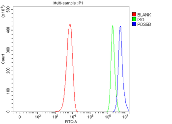 Anti-PDS5B Antibody